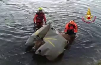 Sassari, mucca viene salvata nel fiume Coghinas da Vigili del Fuoco: le immagini