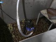 Piantagione di marijuana in un bunker segreto nel Foggiano, 5 arresti