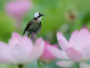 Cina, stretta sulla caccia illegale agli uccelli e i reati contro fauna selvatica