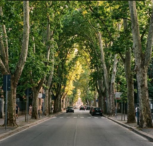 Alberi ia