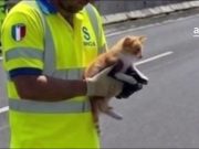 Tangenziale di Catania, un gatto fugge da un’auto, salvato