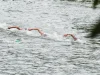 Bronzo per Paltrinieri nella 5 km agli Europei di fondo, oro a Wellbrock