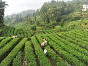 La Cina potenzia i settori della tradizione, dalla seta al tè alla porcellana
