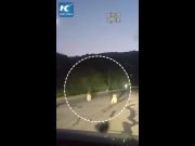 Cina, famiglia di tigri siberiane selvatiche avvistata in strada