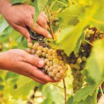vendemmia