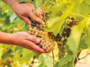 Il clima cambia la vendemmia. Ma Rimini regge il colpo