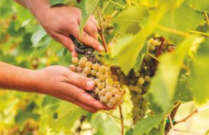 Il clima cambia la vendemmia. Ma Rimini regge il colpo