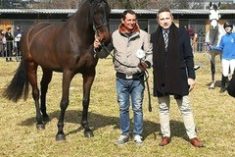 A San Giovanni in Marignano si allevano cavalli vincenti