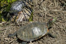 Biodiversità, la tartaruga invasiva arriva dall’America