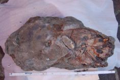 C’è un predatore a Novafeltria “dormiva” da 90 milioni d’anni